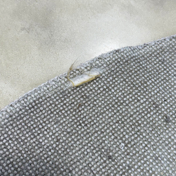 Bape Spell Out Milo Rug